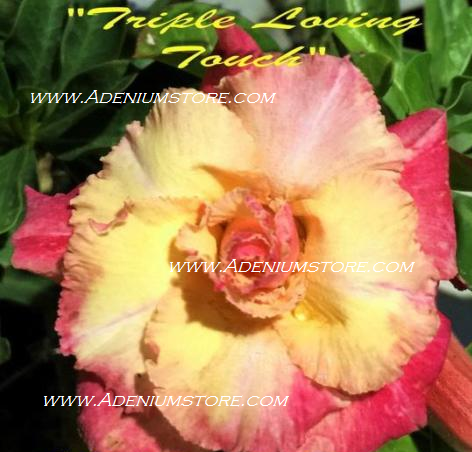 (image for) Adenium Obesum Triple Loving Touch 5 Seeds - Click Image to Close